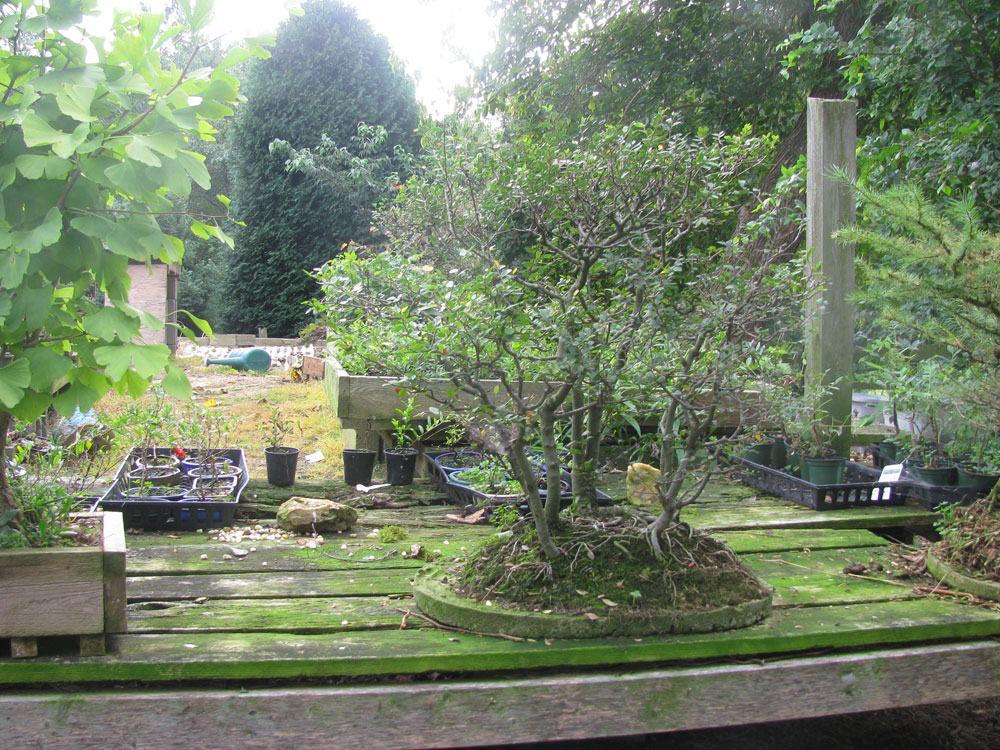 Nottingham Bonsai Home