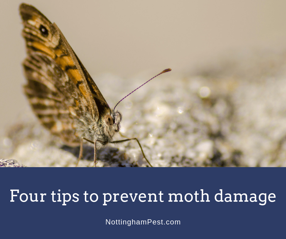 What's Eating My Clothes? Nottingham Pest Control Your Pest Control