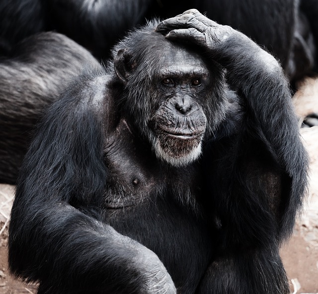Can an Ape Create a Sentence?