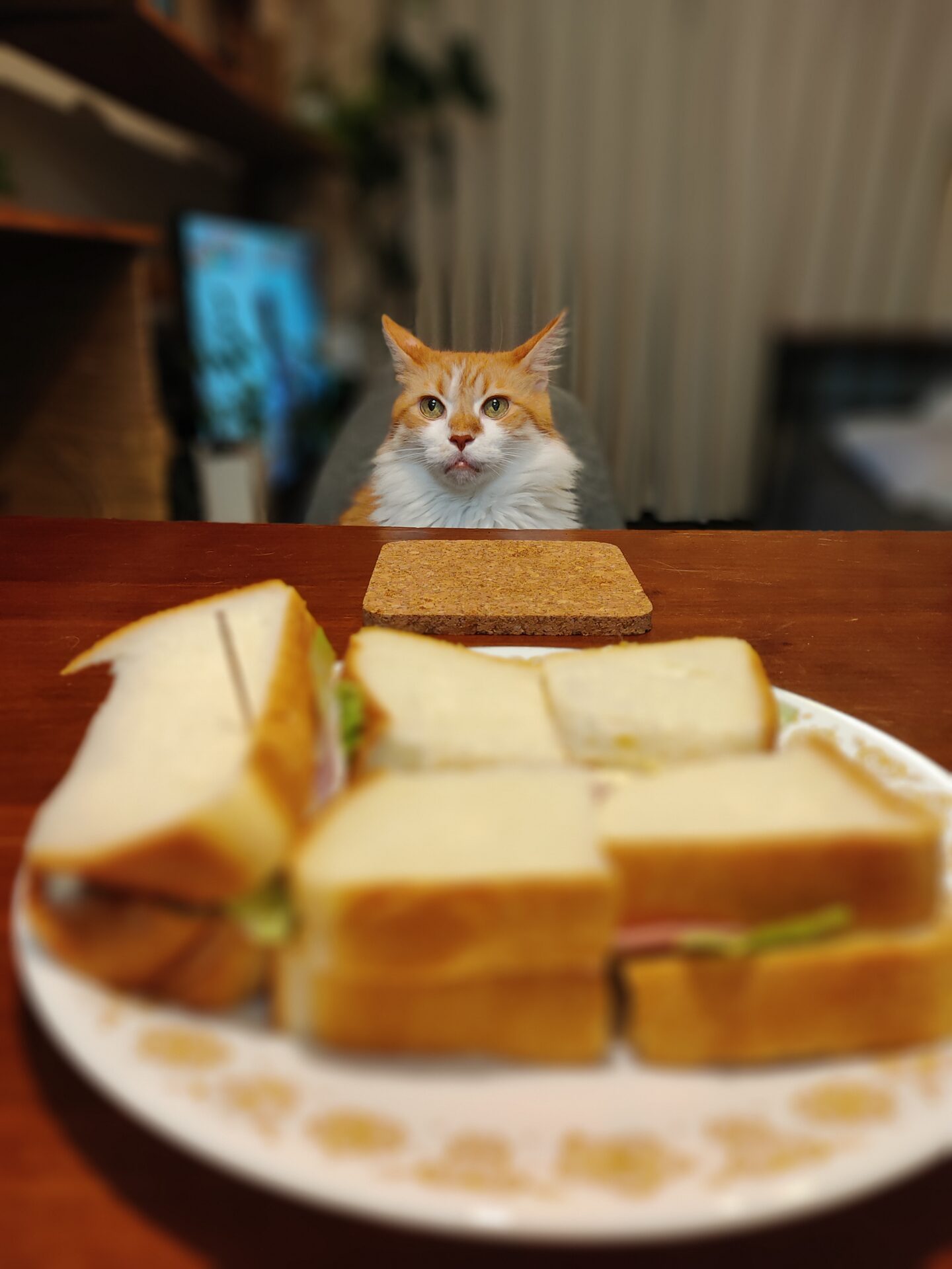 Can Cats Eat Bread Nourish