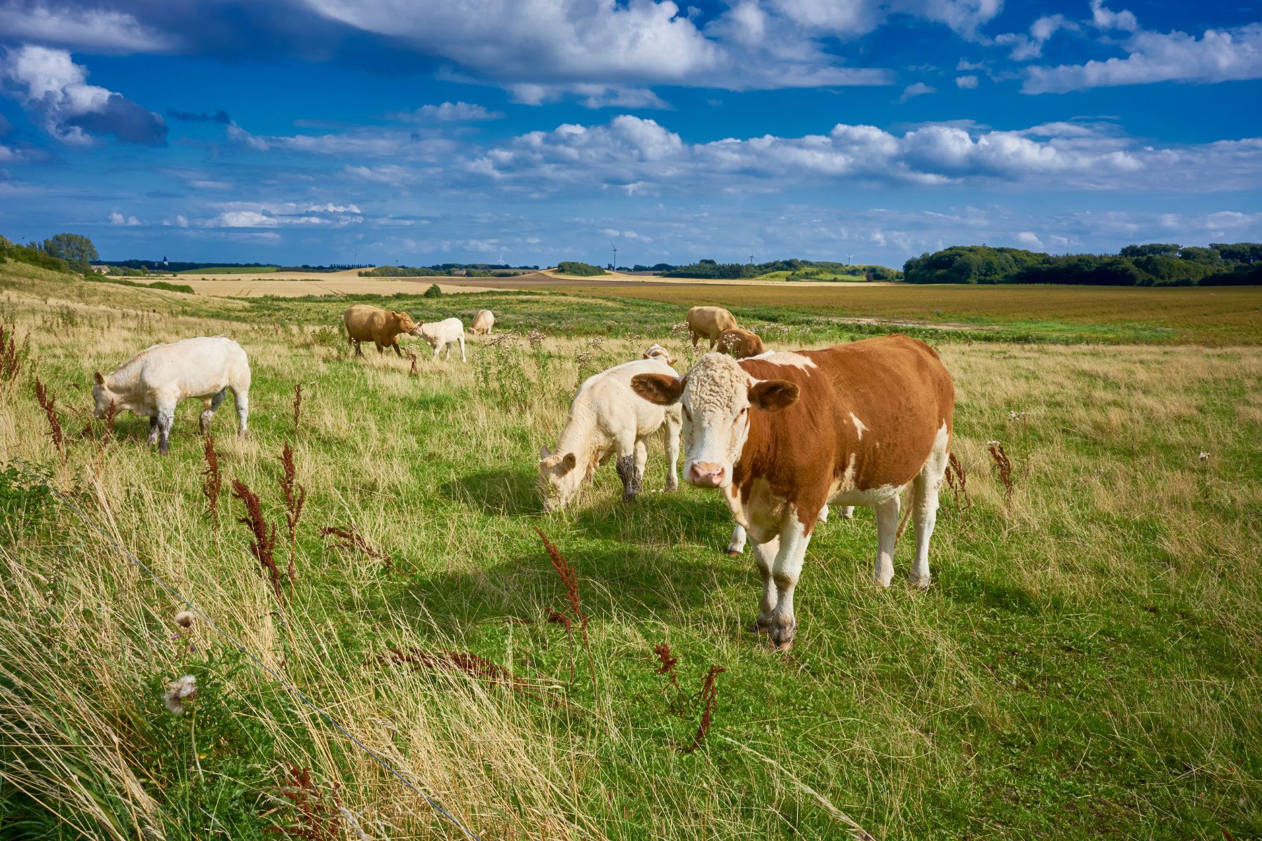 Grass Fed vs Grain Fed Beef Which Is Better for Me? Nourishd