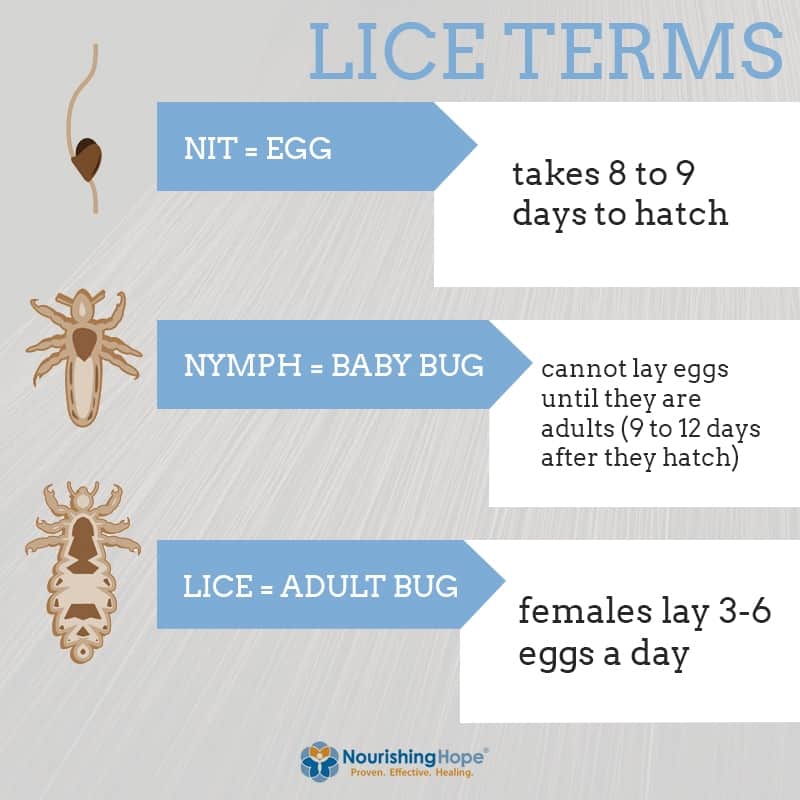 Getting Rid of Lice Naturally Nourishing Hope