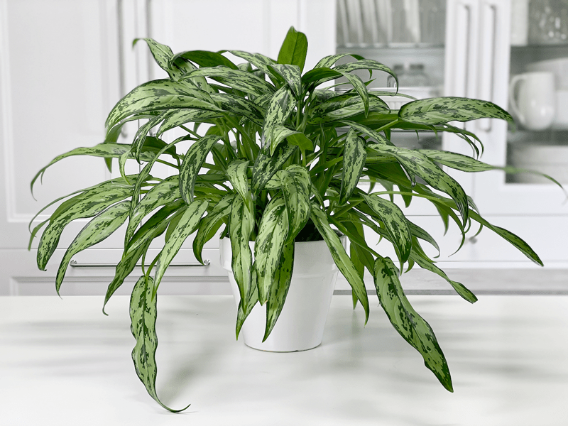 Aglaonema Cutlass Chinese Evergreen Care Difficulty Easy