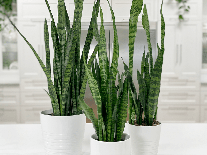 Snake Plant Sansevieria Black Coral Care Difficulty