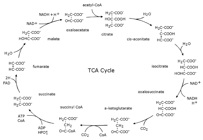 TCA Cycle.