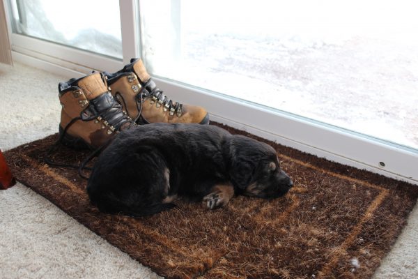 Nova Maple Syrup Authentic Pennsylvania Maple Syrup