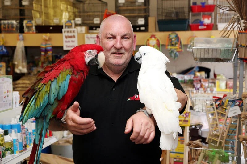 Buy Exotic Birds Online Pet Birds For Sale Birds Online Near Me