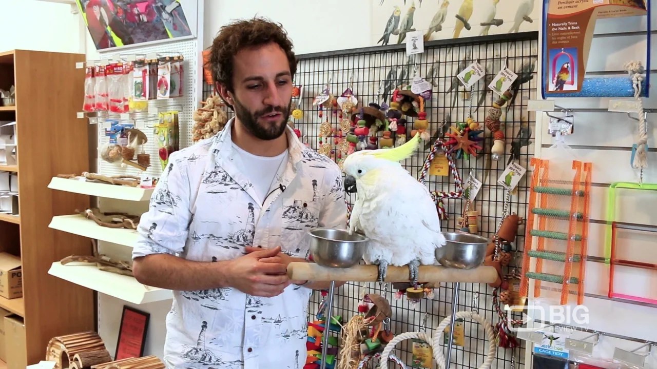 Buy Exotic Birds Online Pet Birds For Sale Birds Online Near Me