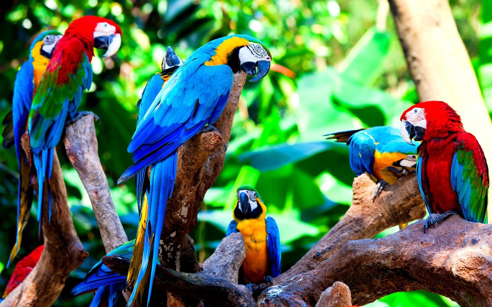 Buy Exotic Birds Online Pet Birds For Sale Birds Online Near Me