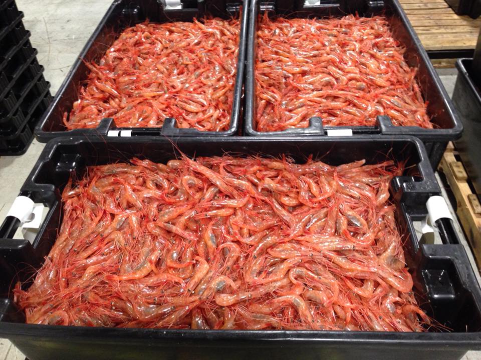 Buckets of Shrimp Nova Seafood LTD