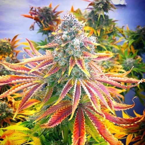 Rainbow Strain Balanced Hybrid Seeds for Creative Relief