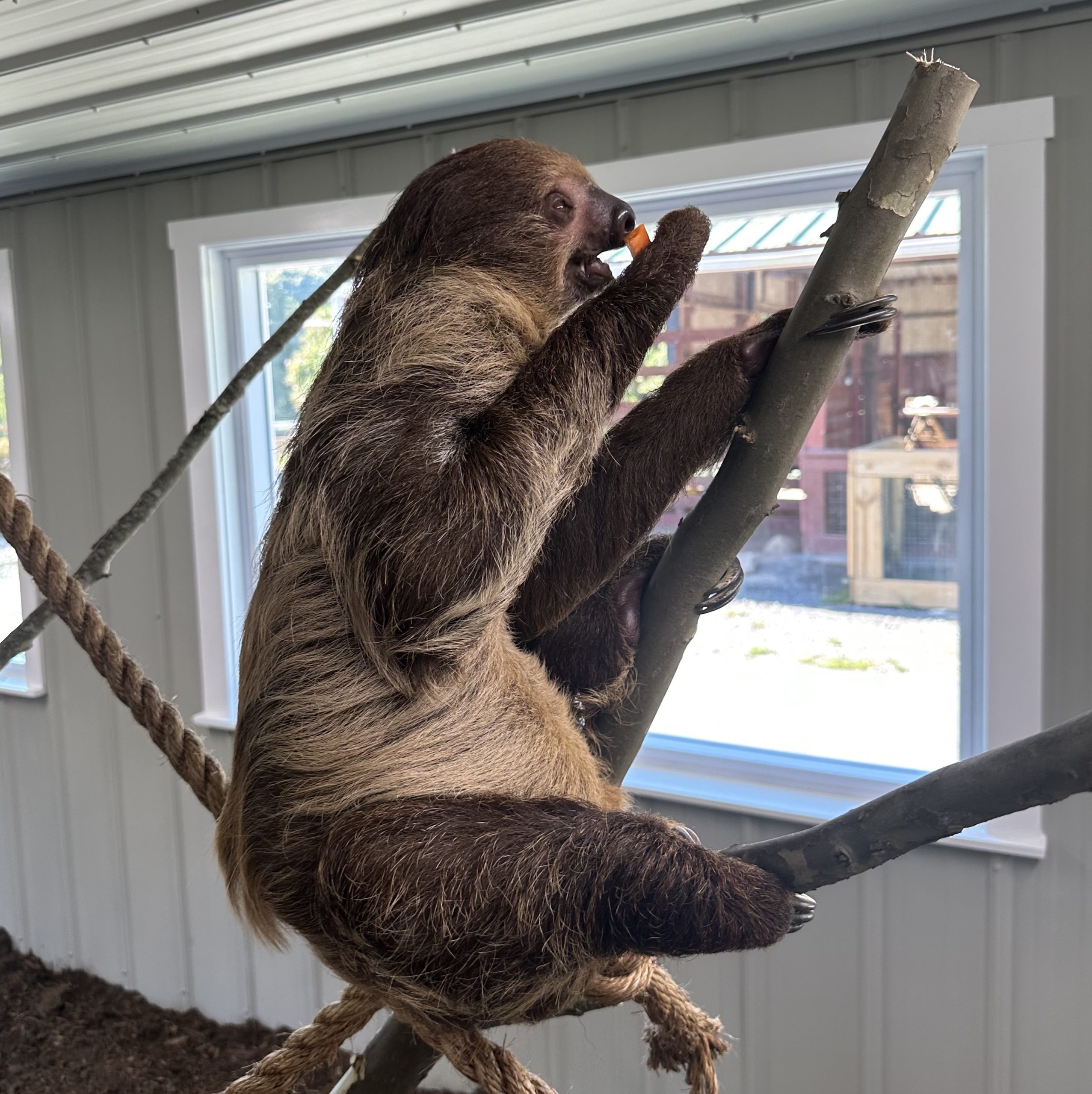 Sloth Encounter NOVA Wild