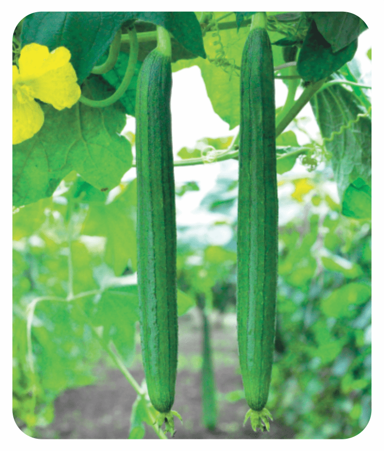 Sponge Gourd Novel Seeds Private Limited