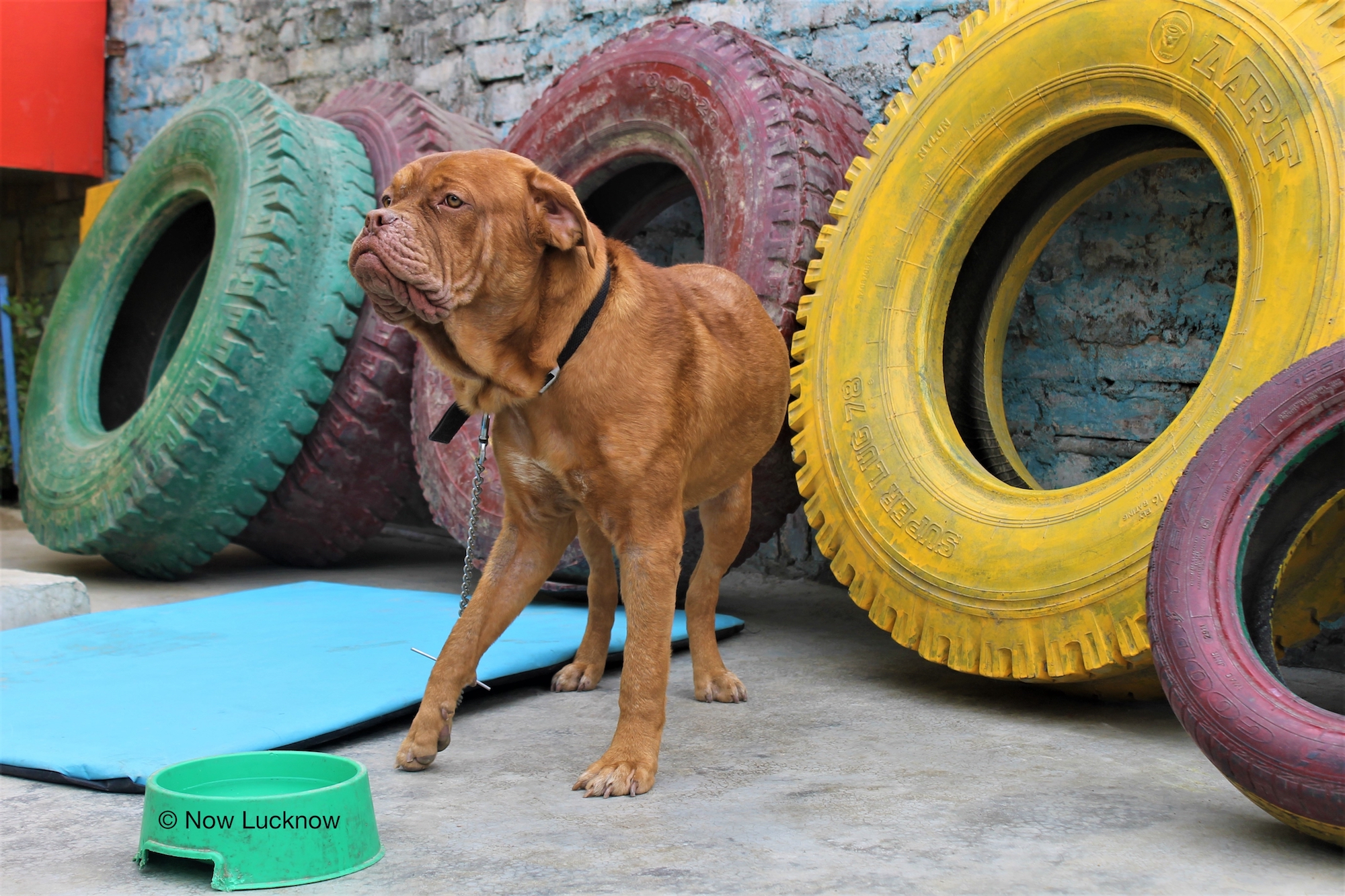 YOU CAN LEAVE YOUR FURRY FRIENDS AT THESE PET CRECHES IN LUCKNOW Now