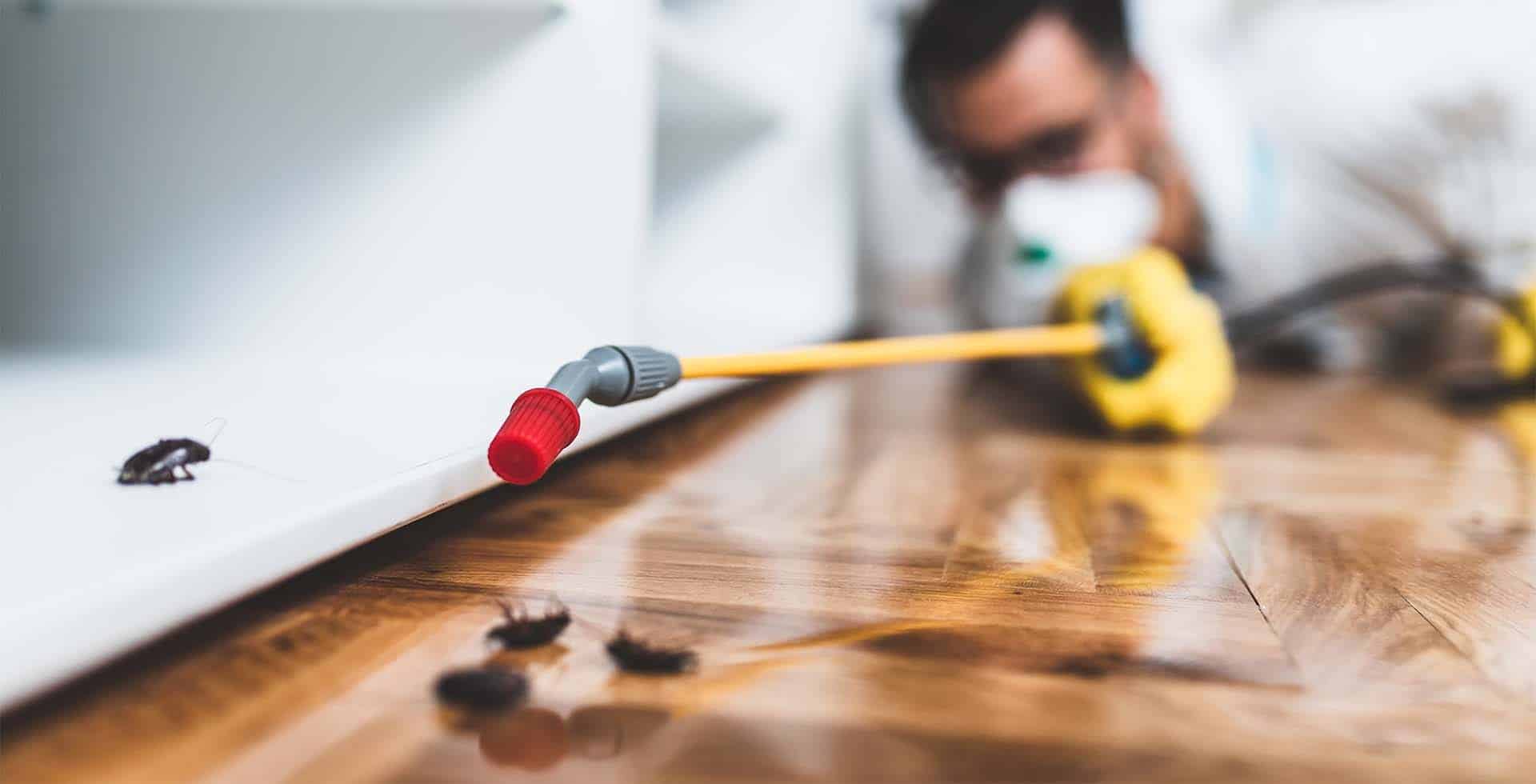 Pest Control Alexandria Now Pest Control 📞0418 385 653