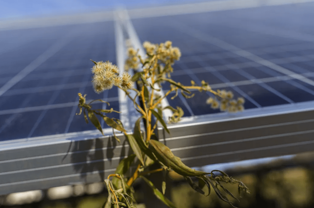 White Earth Tribal College a bright spot for solarenergy job