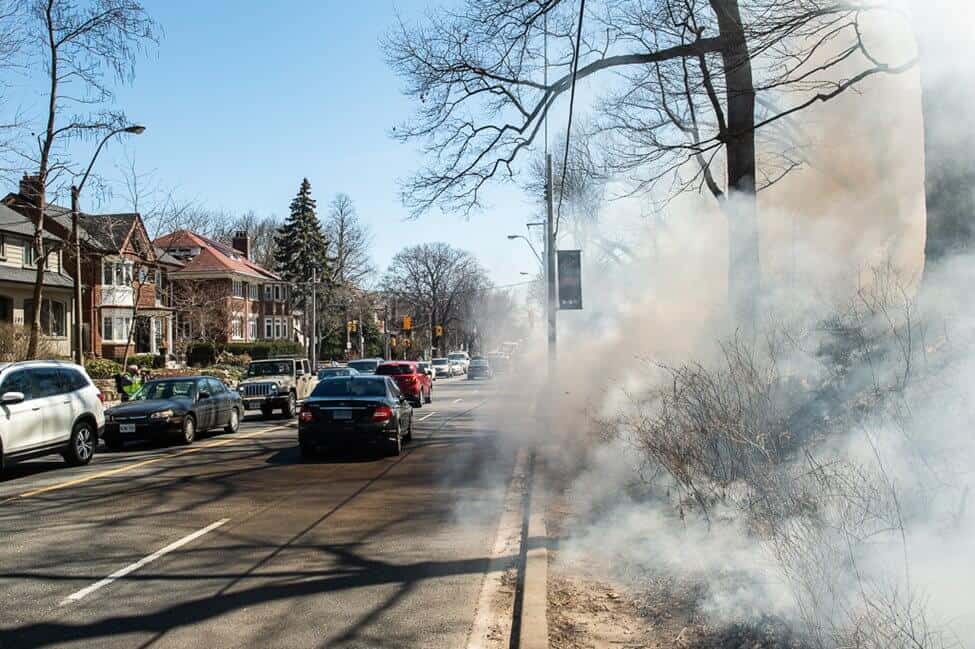 Toronto conducting controlled burn at High Park today NOW Toronto