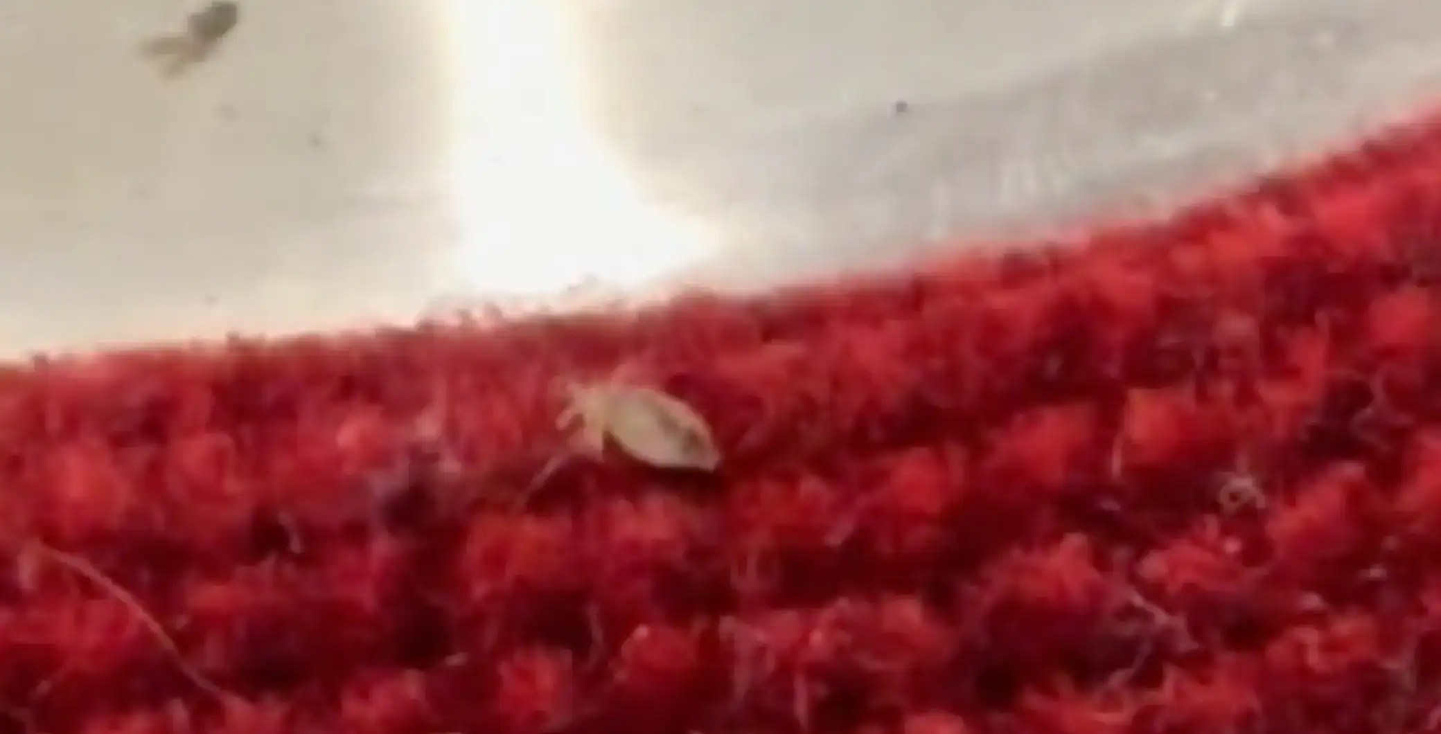 Video of possible bed bug on TTC subway has Torontonians calling for