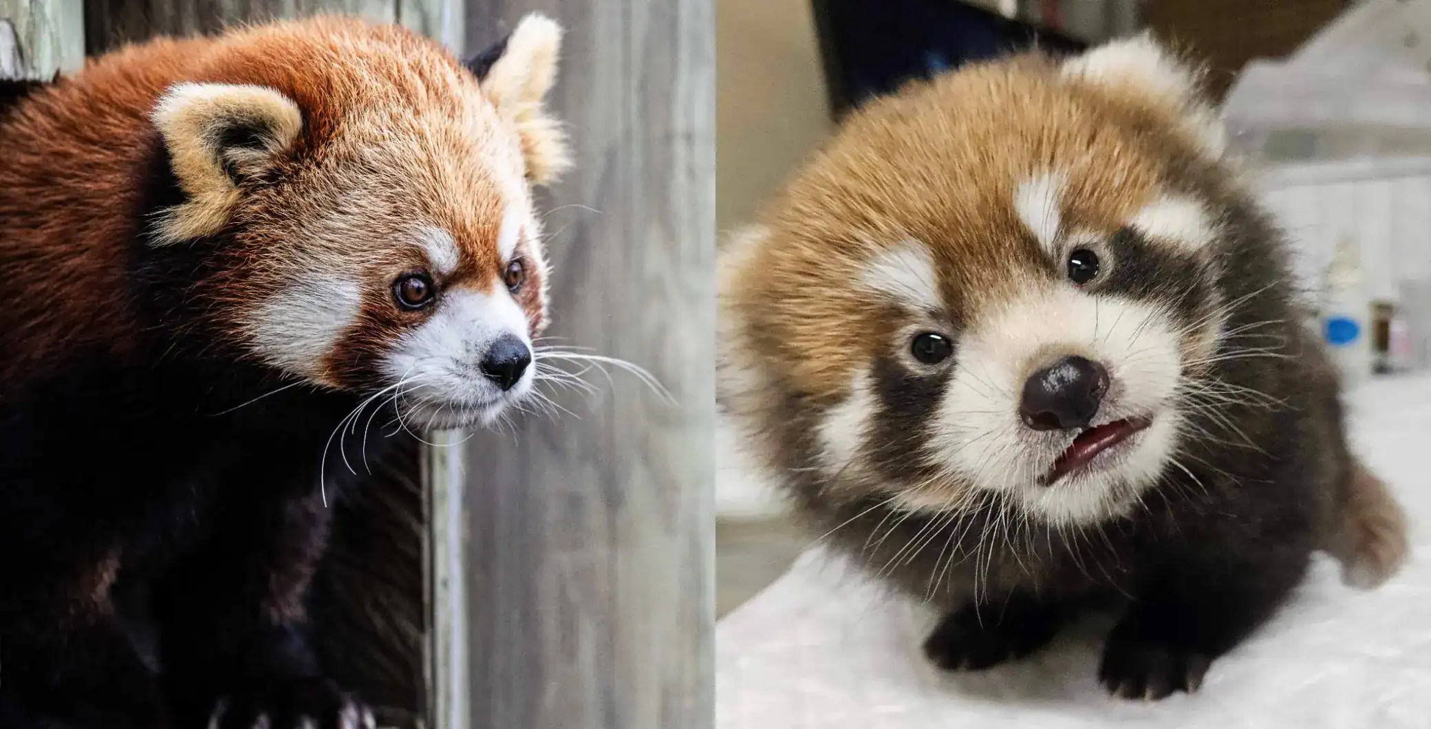 Red panda at Toronto Zoo dies three weeks after the death of one of her
