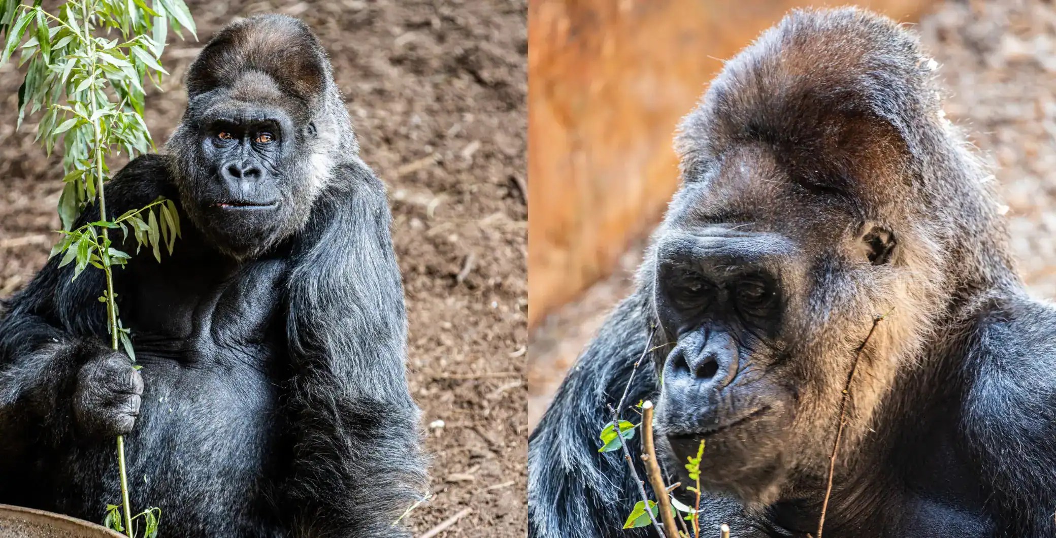 Toronto Zoo says Western gorilla ‘Charles’ is responding well to