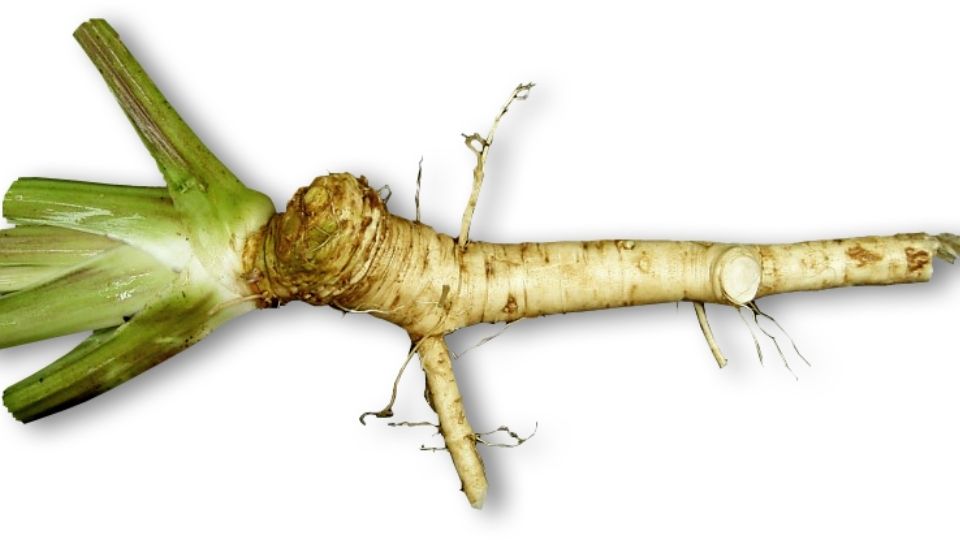 The Spicy Benefits of Horseradish A Root to Root For NowWithPurpose