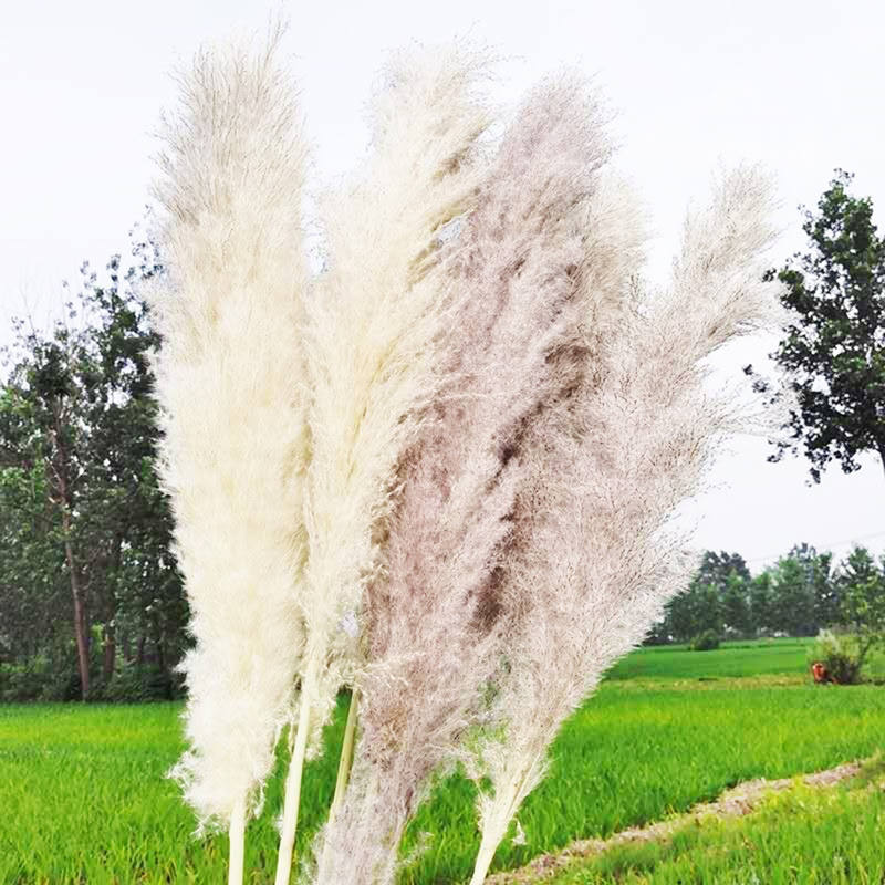 Wholesale Bulk Dried Artificial Pampas Grass