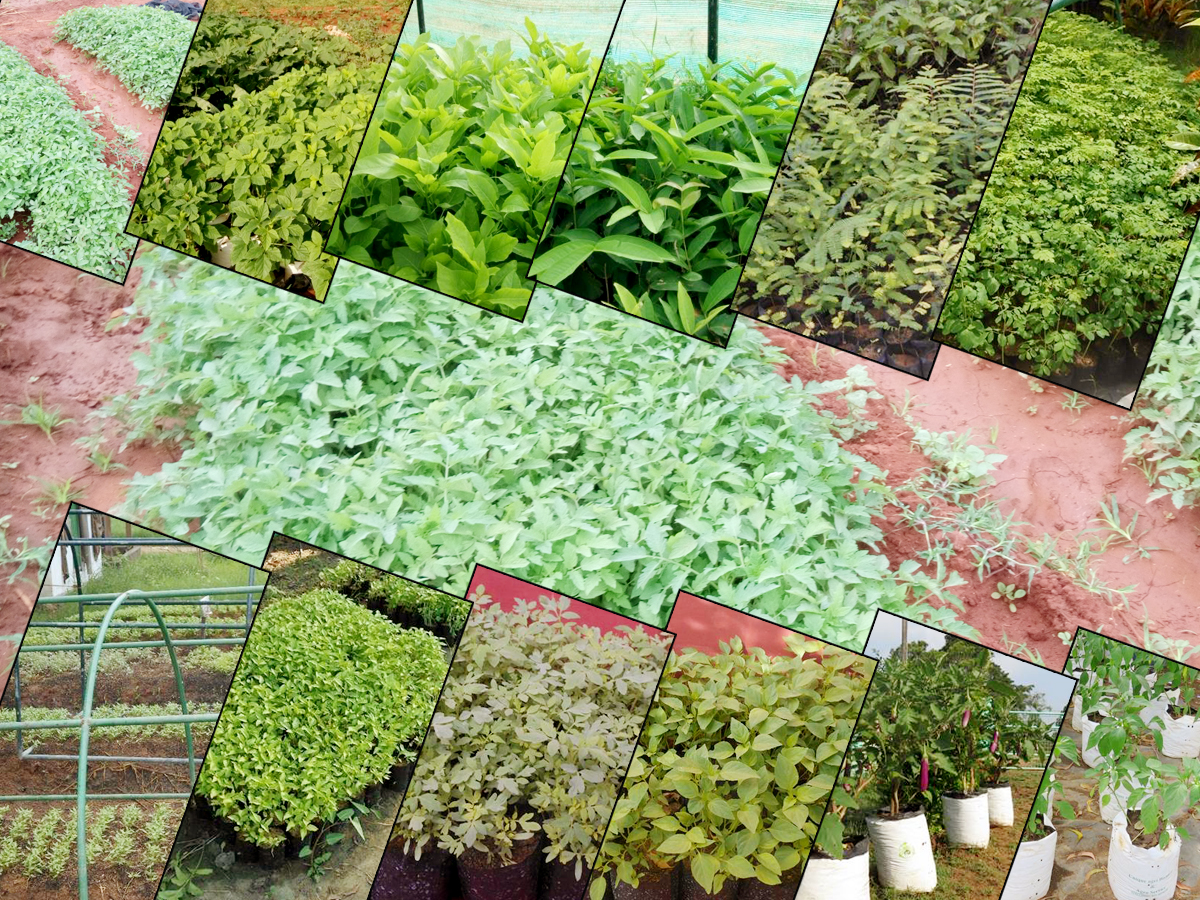 Mobile Sales for Vegetables Seedlings, Fruit Plants and Other Tree