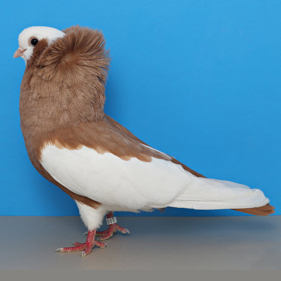 National Pigeon Association