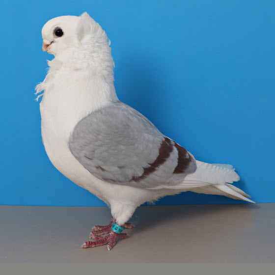 National Pigeon Association