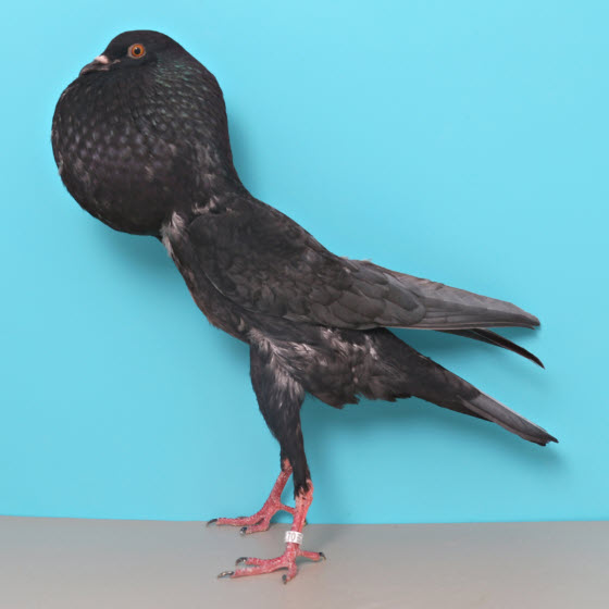 National Pigeon Association