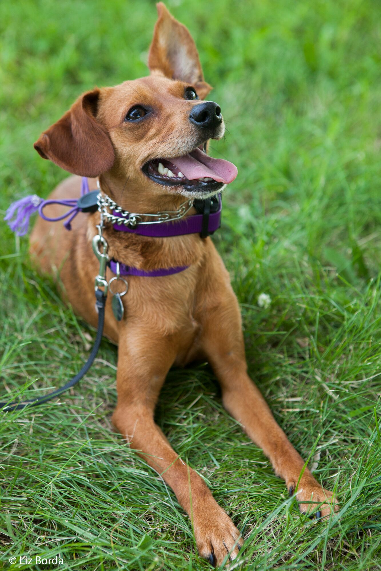 proper way to use a prong collar