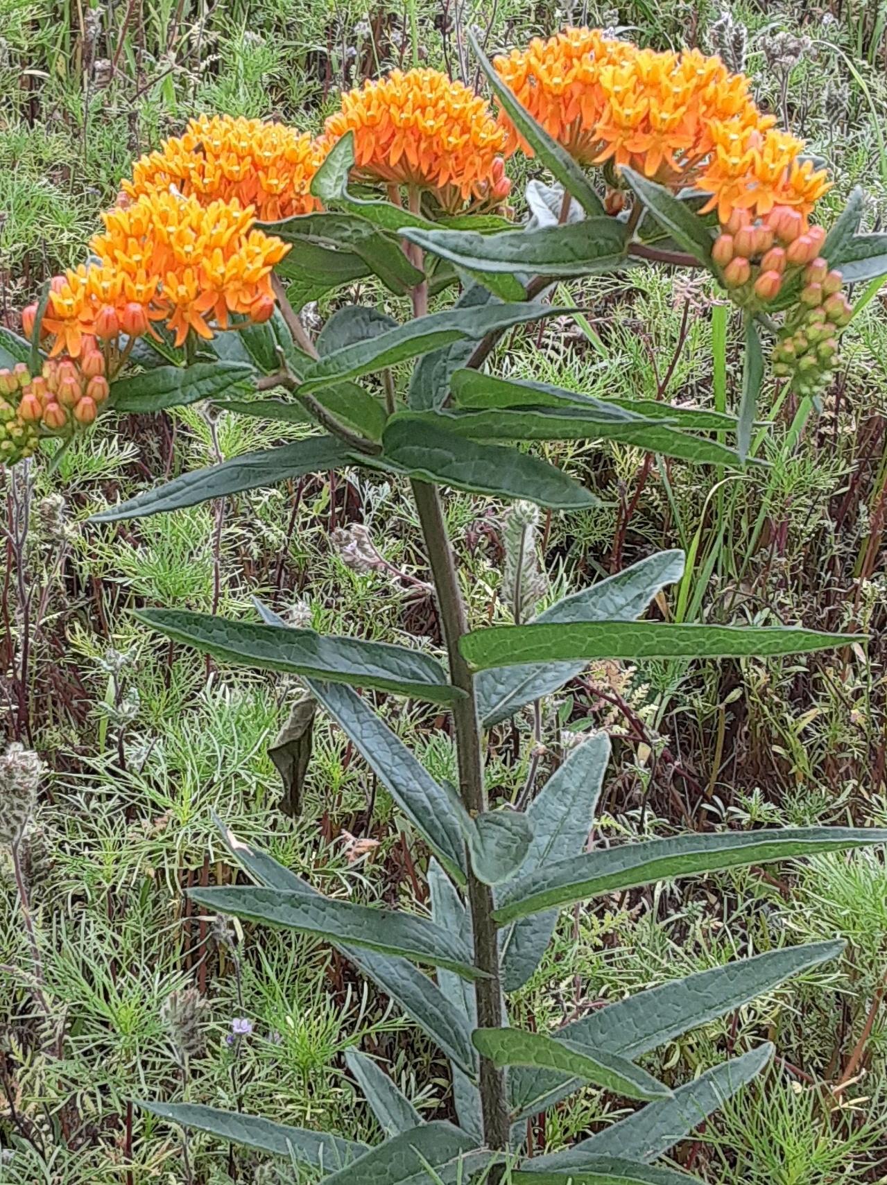ButterflyWeed1 Northcentral Pennsylvania Conservancy