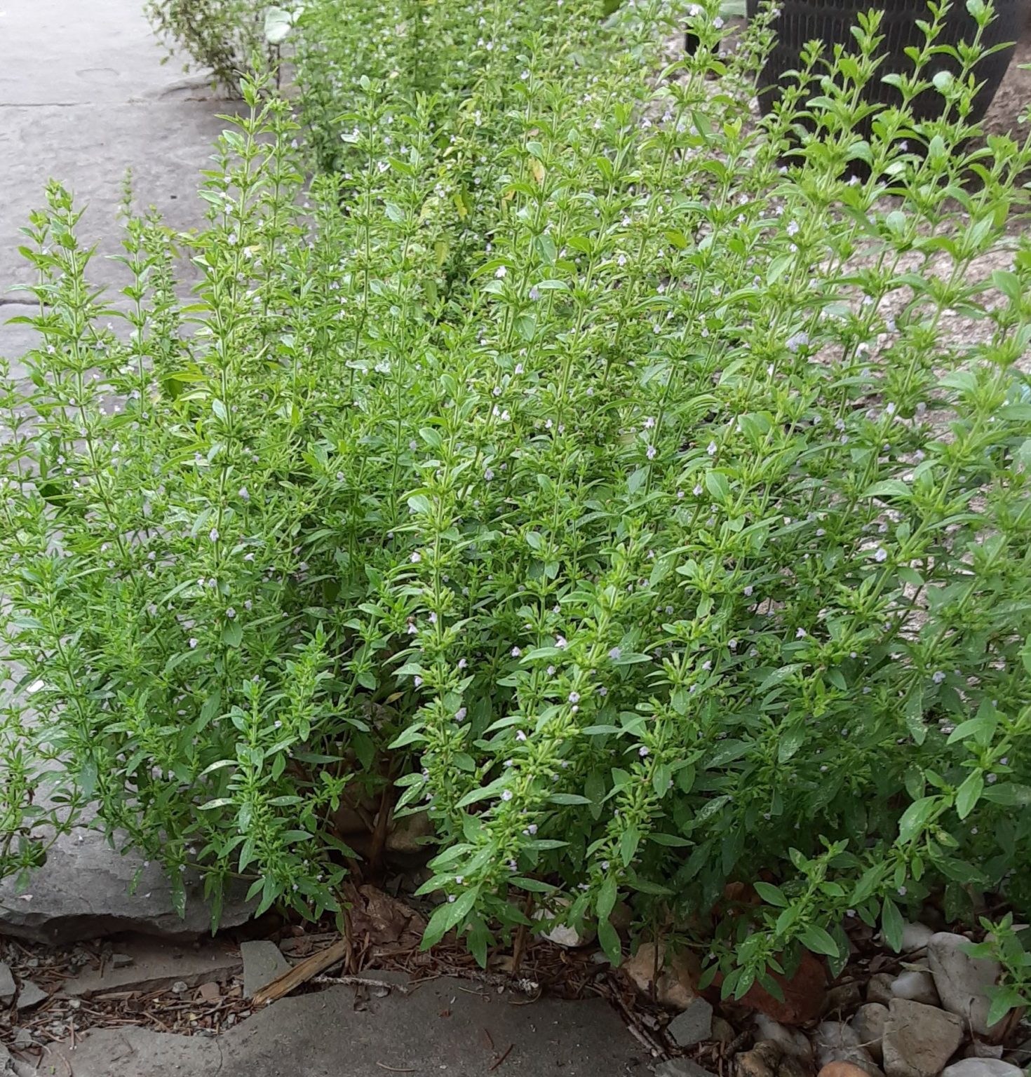 Underfoot American Pennyroyal & Great Lobelia Northcentral