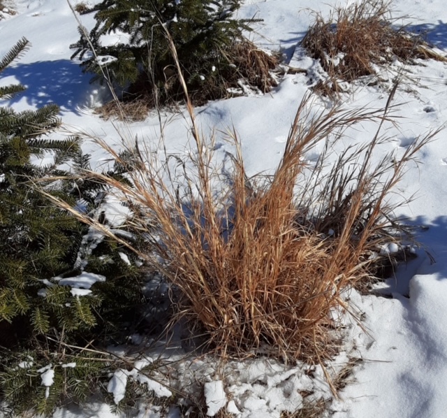 broom sedge Archives Northcentral Pennsylvania Conservancy