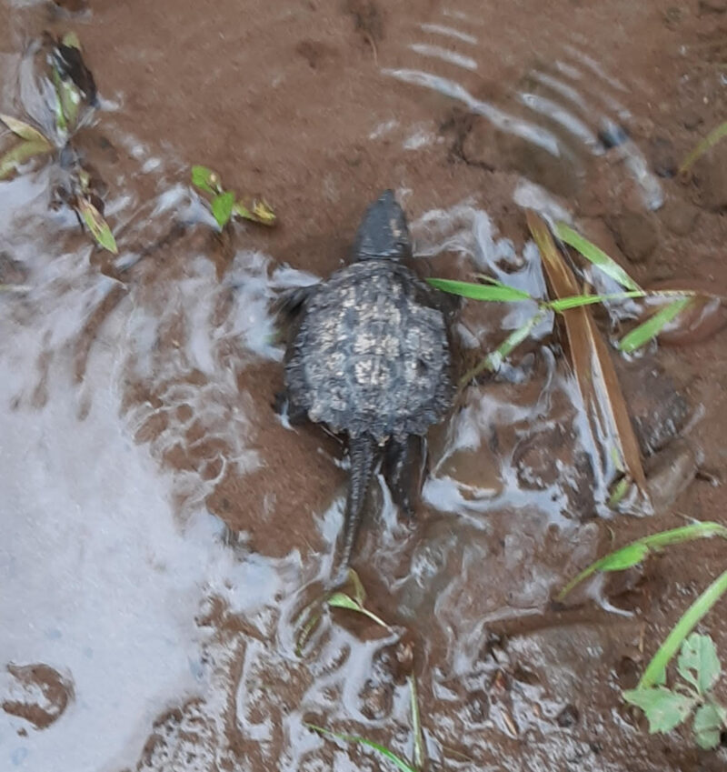 Underfoot COMMON SNAPPING TURTLE (Chelydra serpentium) Northcentral