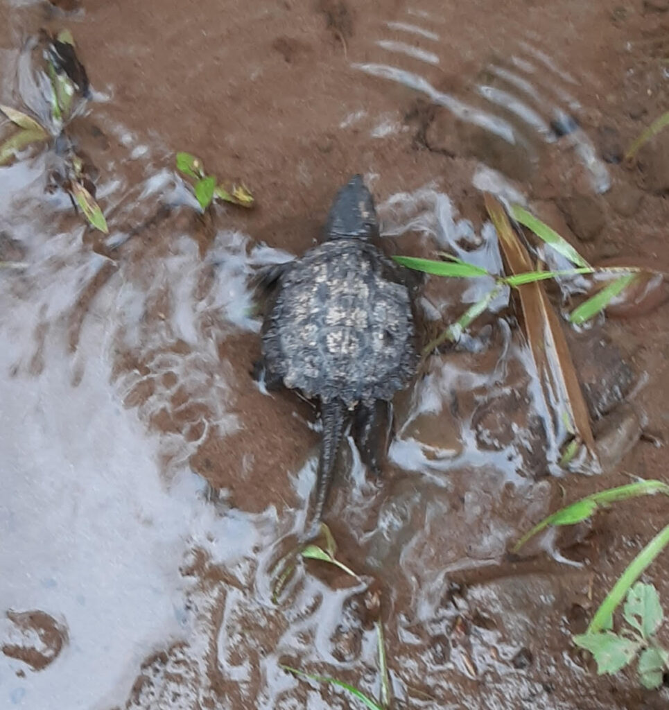 Underfoot COMMON SNAPPING TURTLE (Chelydra serpentium) Northcentral