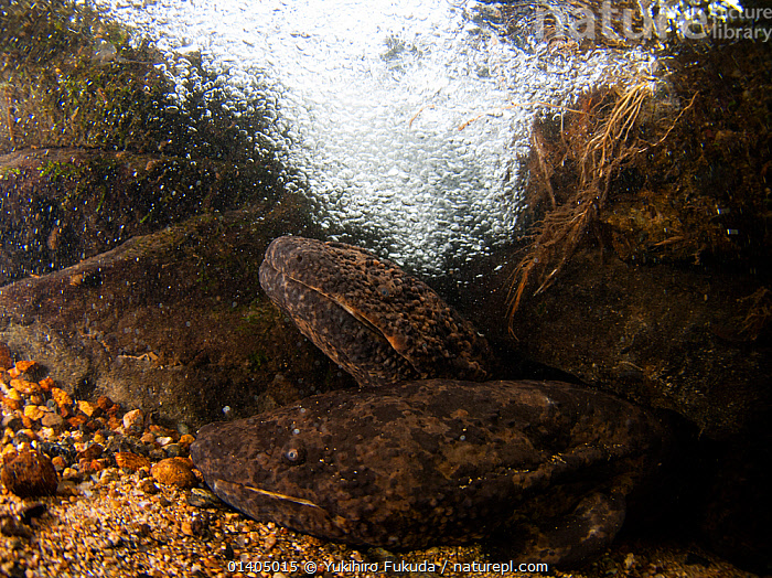 Stock photo of Two Japanese giant salamanders (Andrias japonicus) at