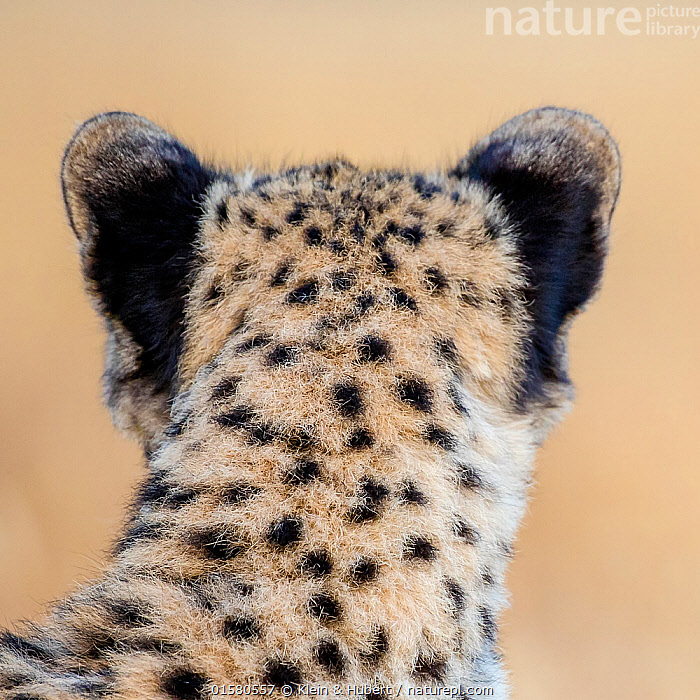 Stock photo of Cheetah (Acinonyx jubatus) rear view of ears, South