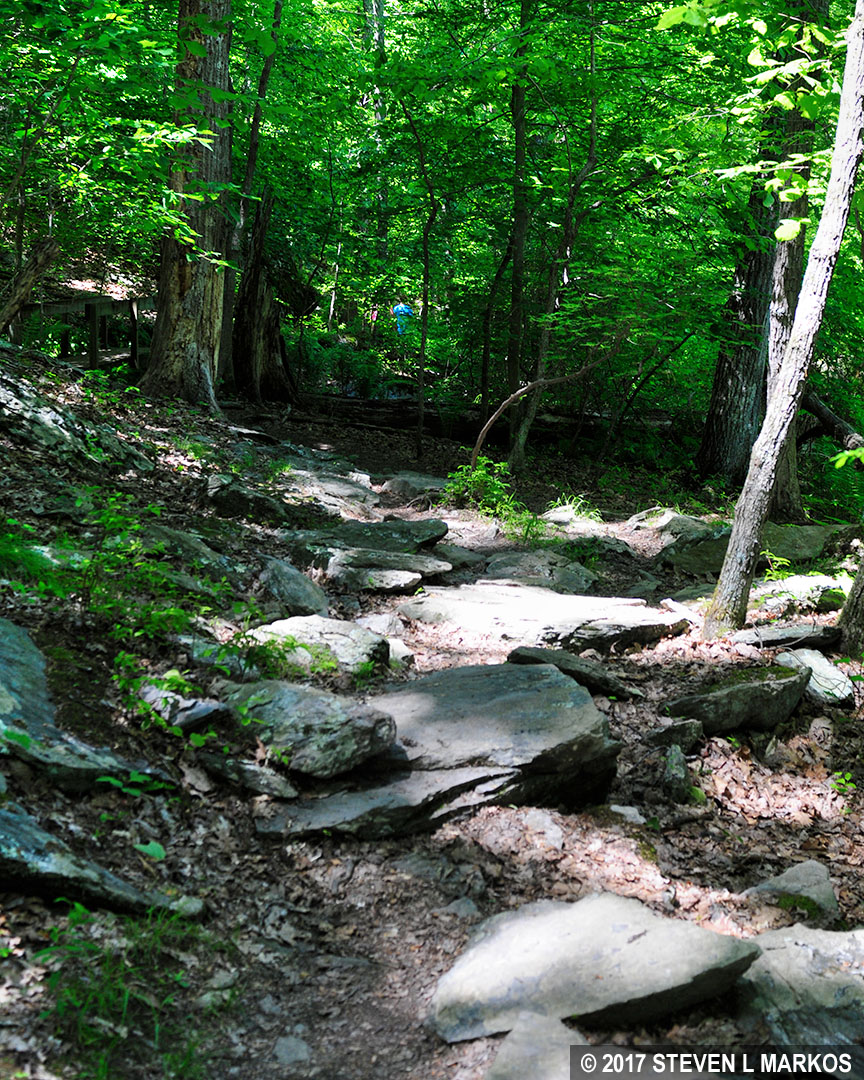 Great Falls Park RIDGE TRAIL, SWAMP TRAIL, AND OLD CARRIAGE ROAD