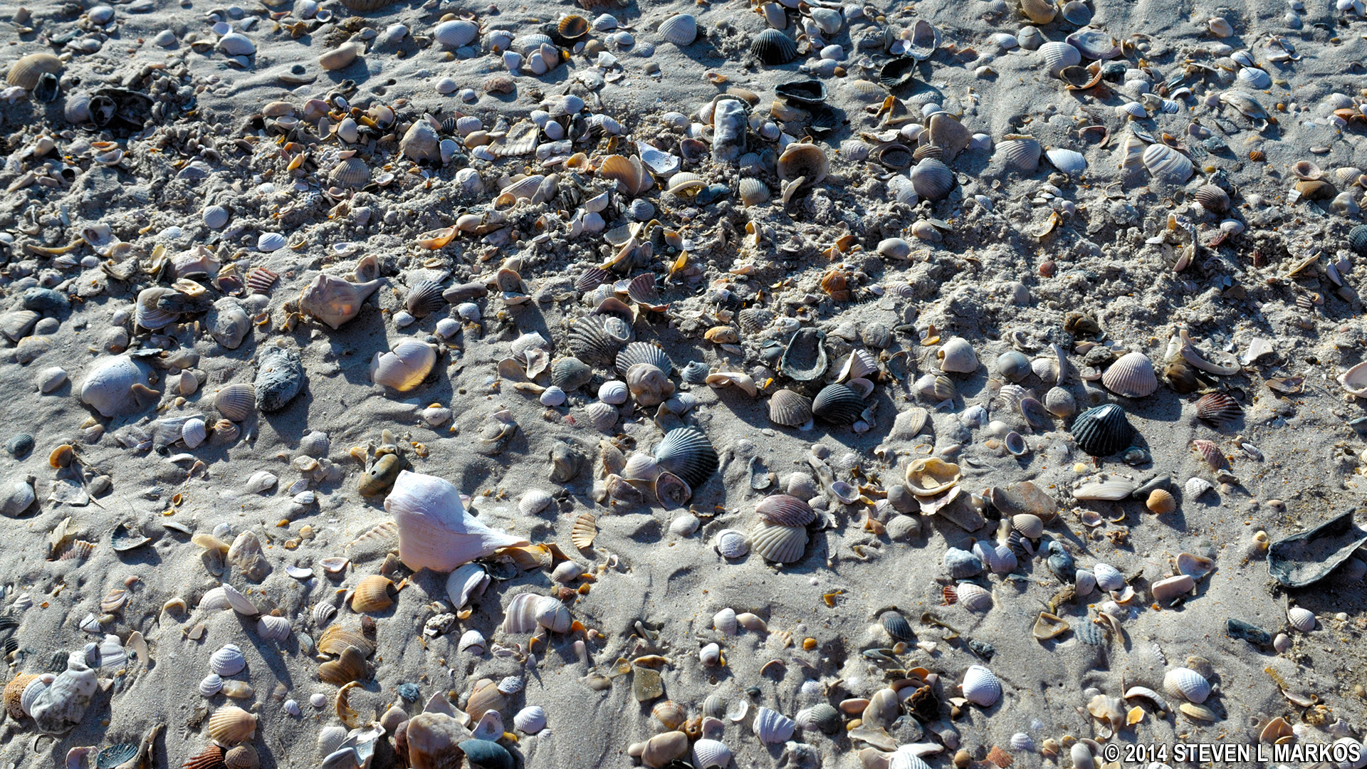 Cape Lookout National Seashore SHELLING