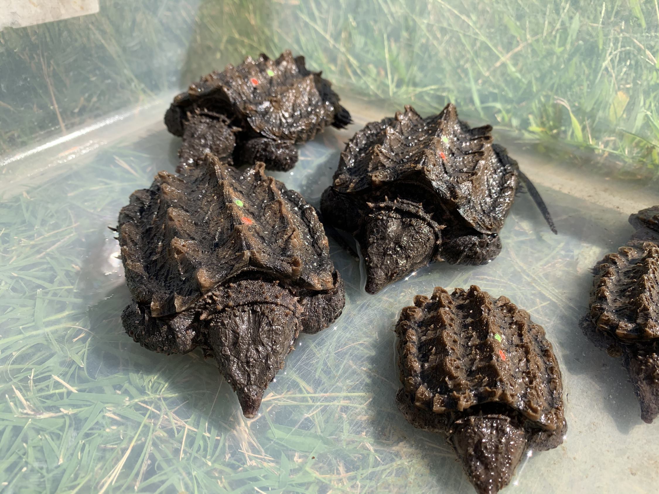 Snapping Turtle Description Facts Britannica, 58 OFF