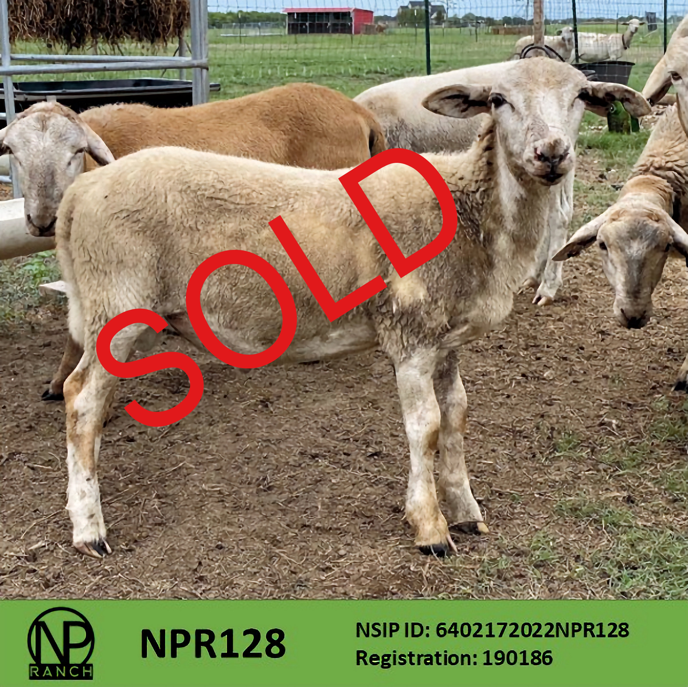 Sheep For Sale NP Ranch