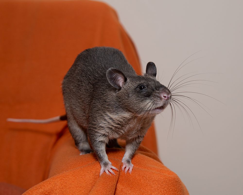 Aggressive or Unwanted Behaviour National Pouched Rat Society