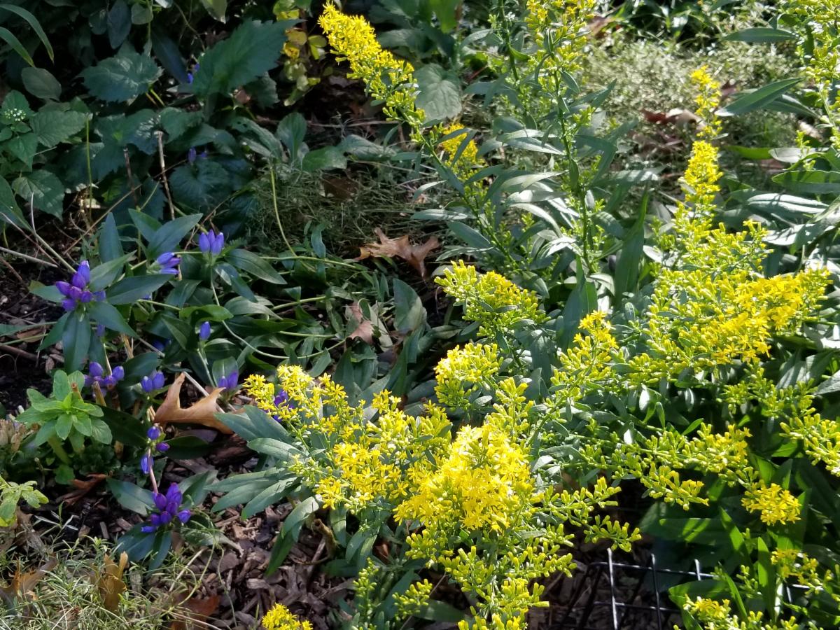 Wednesday inar Naturescaping Landscaping Based on Nature The