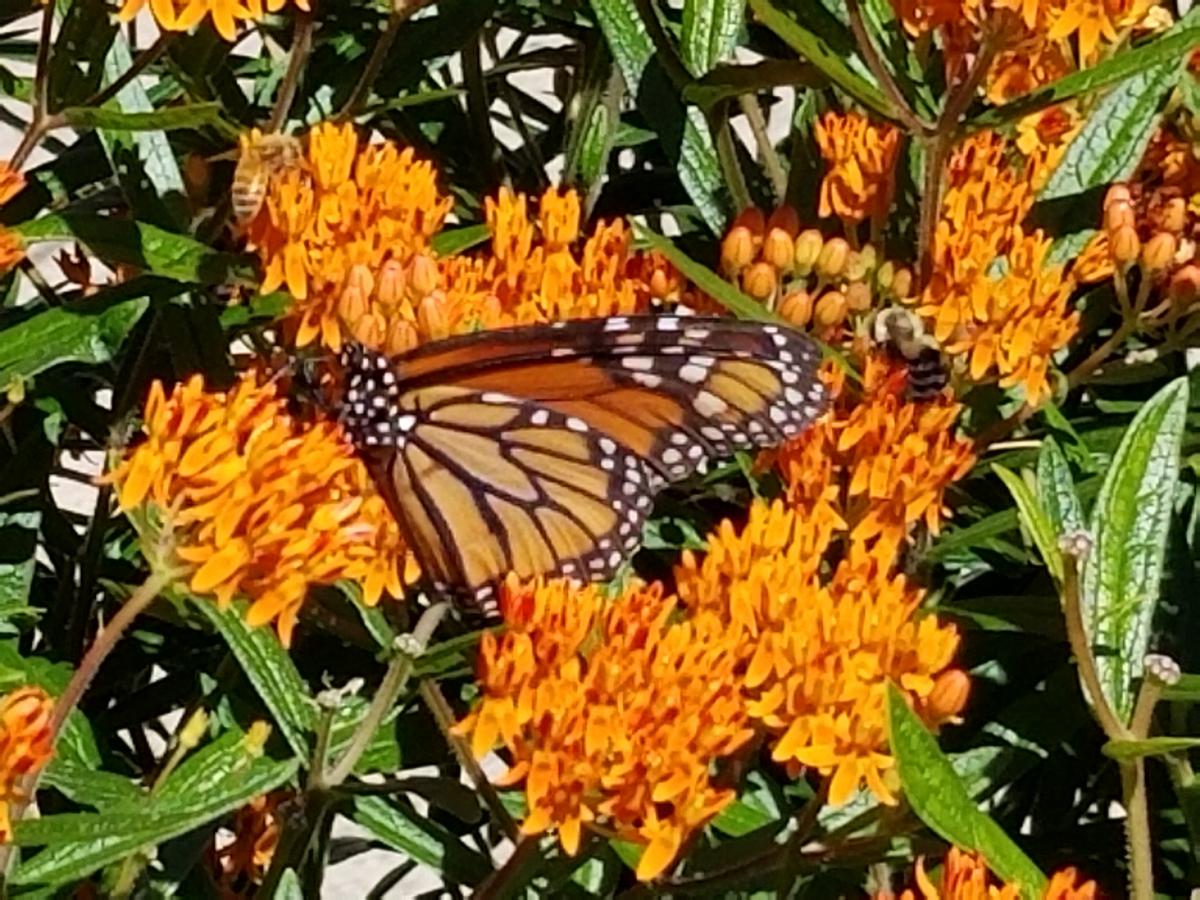 Essex Chapter Online Native Plant Sale The Native Plant Society of