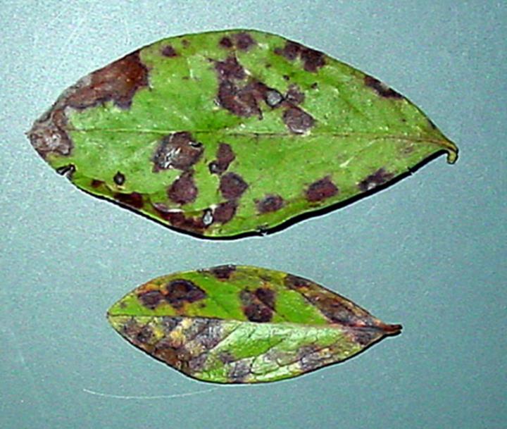 Blueberry rust Department of Natural Resources and Environment Tasmania