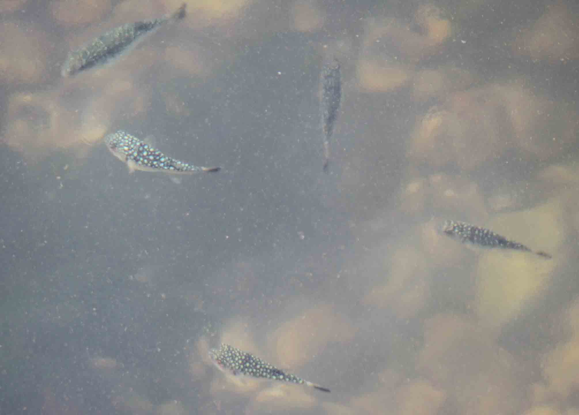 加茂漁港 トビウオ