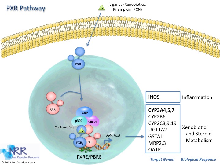 Drawings Nuclear Receptor Resource