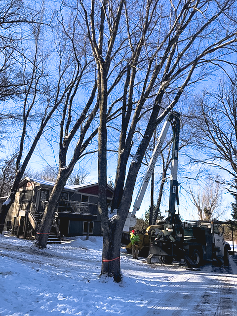 Somerset WI Tree Removal NR Tree Service