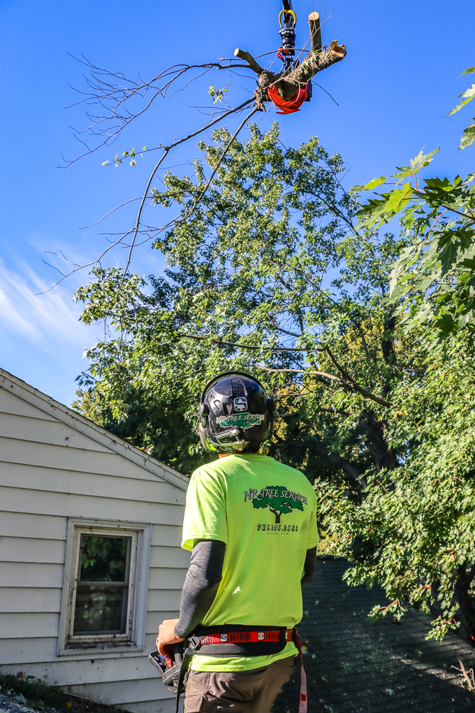 Quality Tree Service NR Tree Service